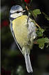 Mésange bleue