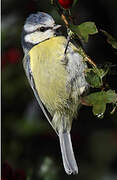 Eurasian Blue Tit