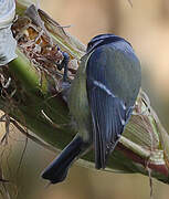 Eurasian Blue Tit