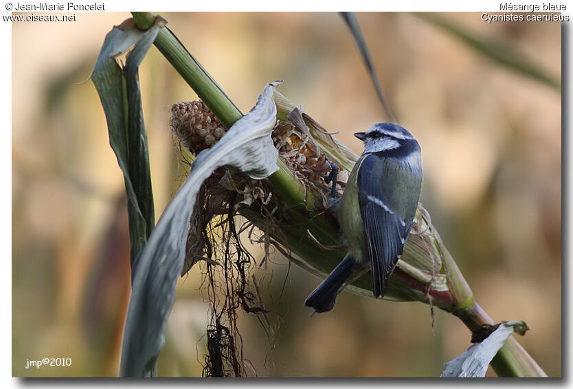 Mésange bleue