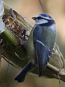 Eurasian Blue Tit