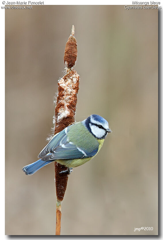 Mésange bleue