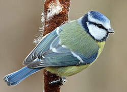 Mésange bleue