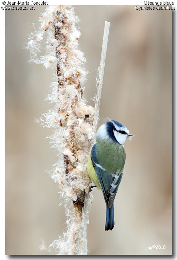 Mésange bleue