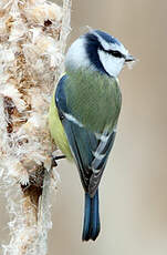 Mésange bleue