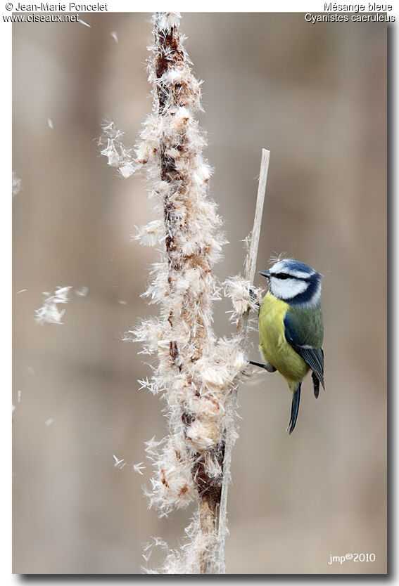 Mésange bleue