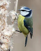 Eurasian Blue Tit