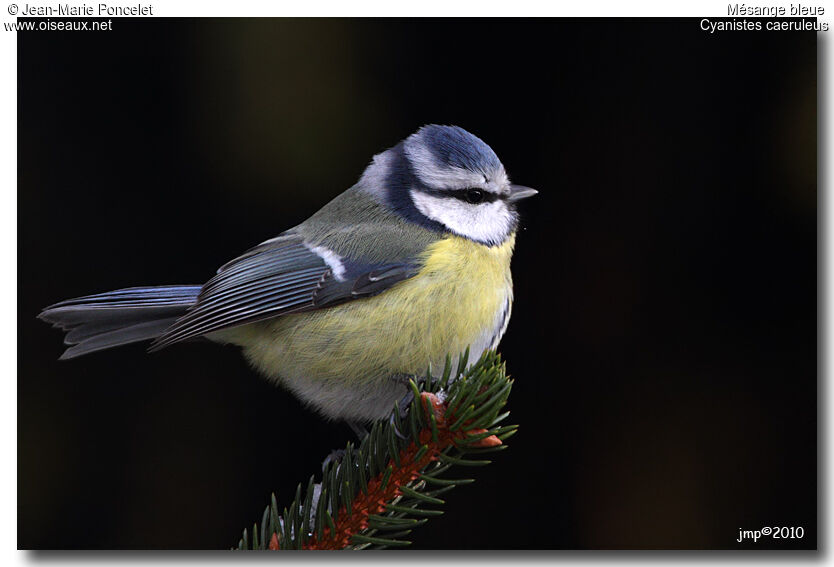 Mésange bleue