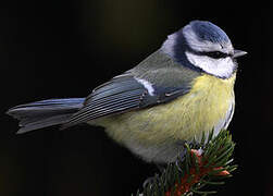 Mésange bleue