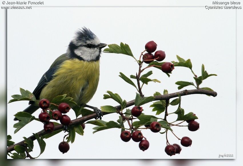 Eurasian Blue Tit