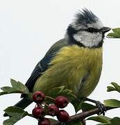 Eurasian Blue Tit