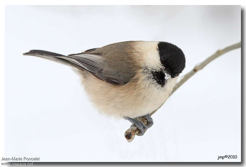 Willow Tit, close-up portrait, pigmentation