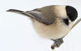 Willow Tit