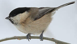 Willow Tit