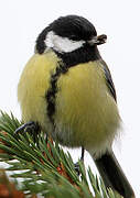 Great Tit