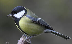 Great Tit