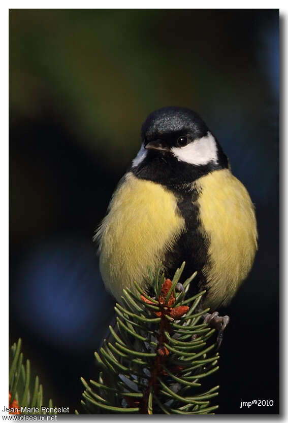 Mésange charbonnière mâle adulte, portrait