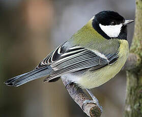 Mésange charbonnière