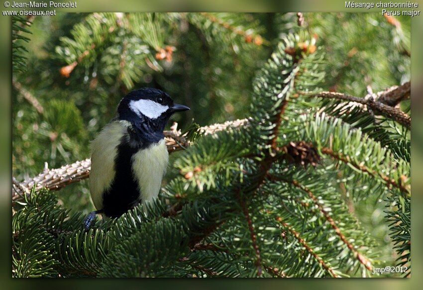 Great Tit