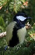 Great Tit