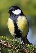 Great Tit