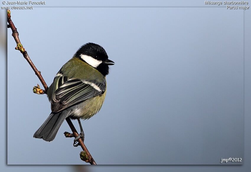 Great Tit