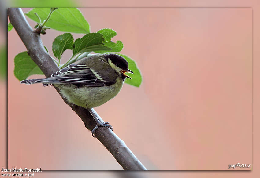 Mésange charbonnièrejuvénile, pigmentation