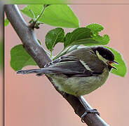 Great Tit