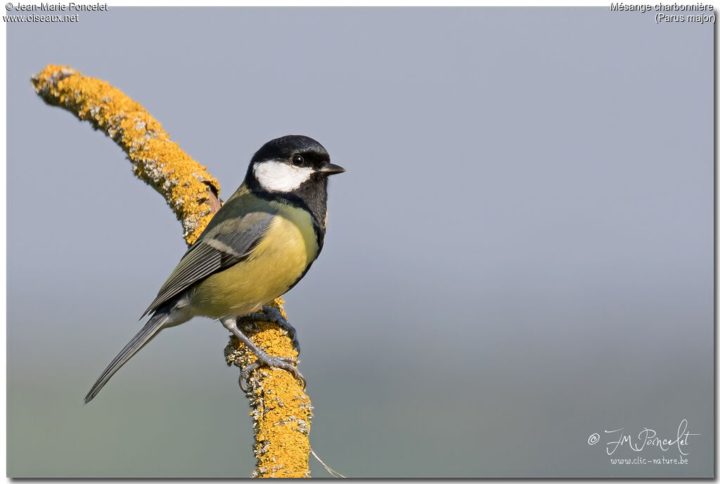 Mésange charbonnière