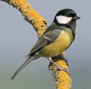 Great Tit