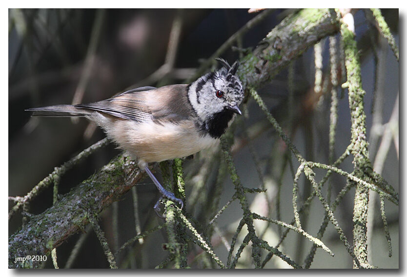 European Crested Tit