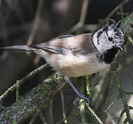 European Crested Tit