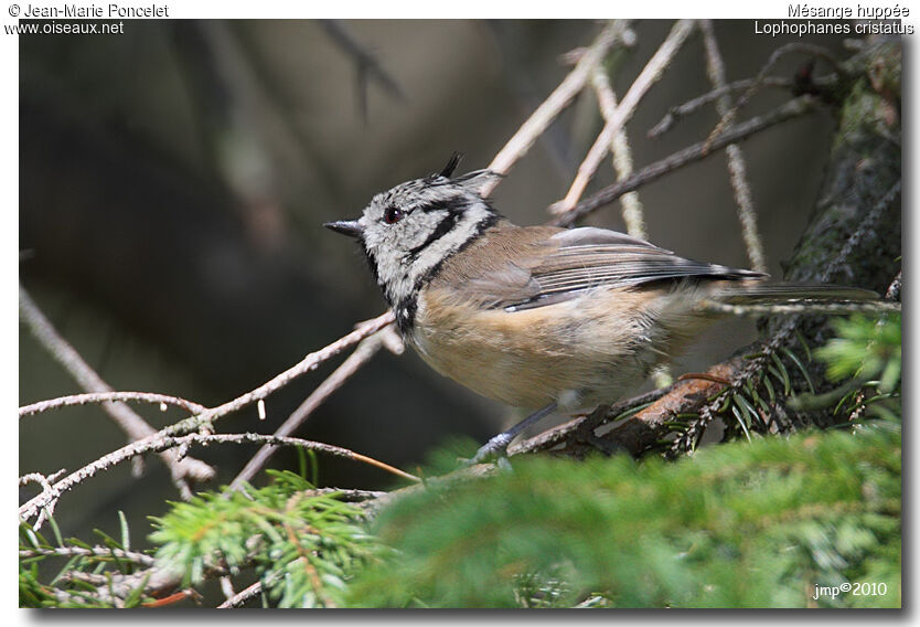 European Crested Tit