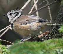 Mésange huppée