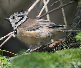 Mésange huppée