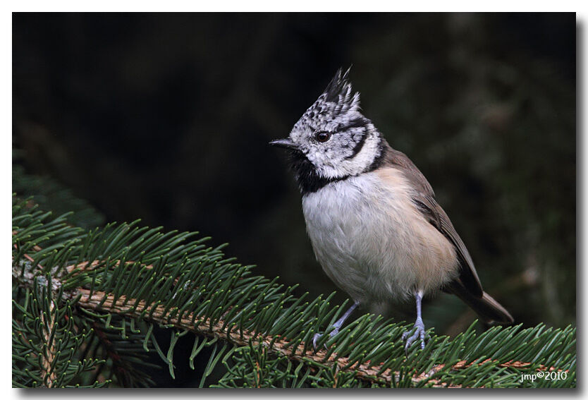 Mésange huppée