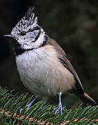 European Crested Tit