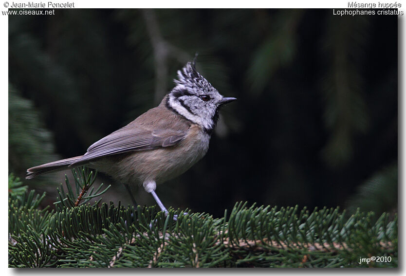 Mésange huppée