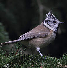 Mésange huppée