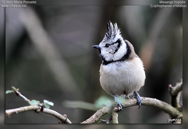 Mésange huppée