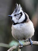 European Crested Tit