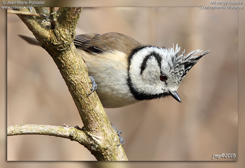 European Crested Tit