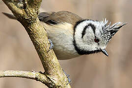 European Crested Tit