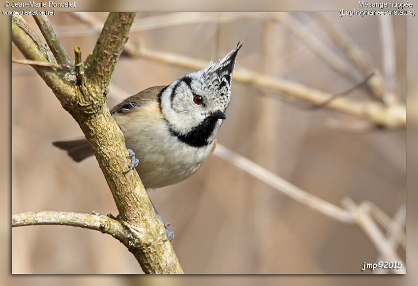 European Crested Tit