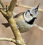 European Crested Tit