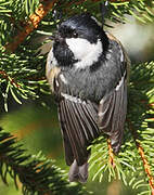 Coal Tit