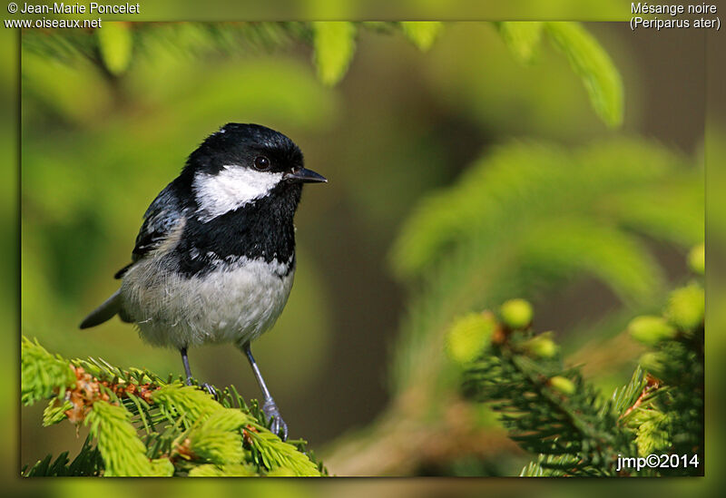 Coal Tit