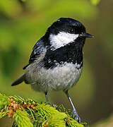 Coal Tit