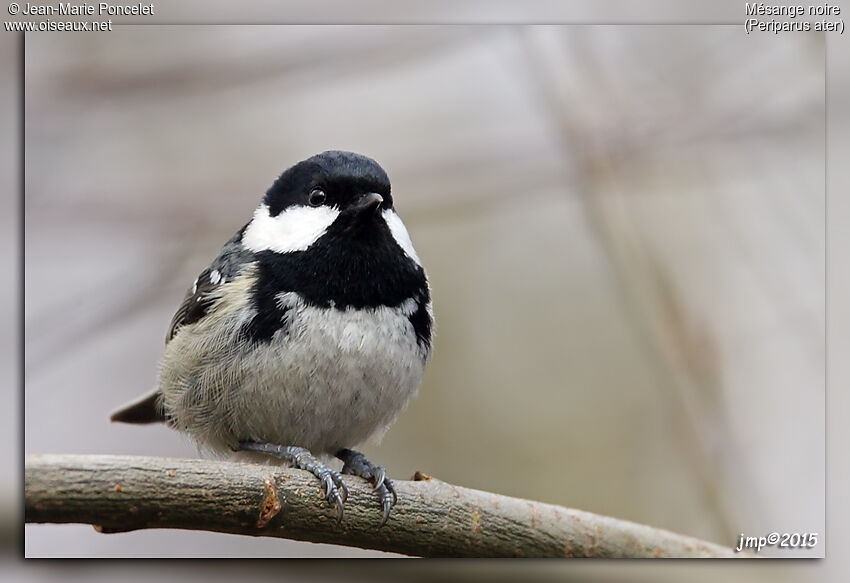 Coal Tit