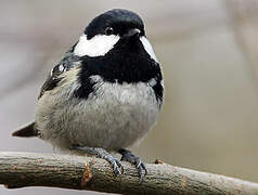 Coal Tit